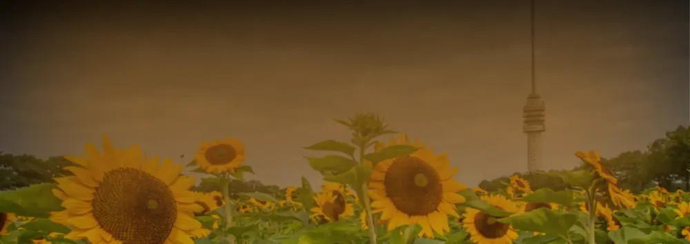 Netherlands_antenna_HeroBanner